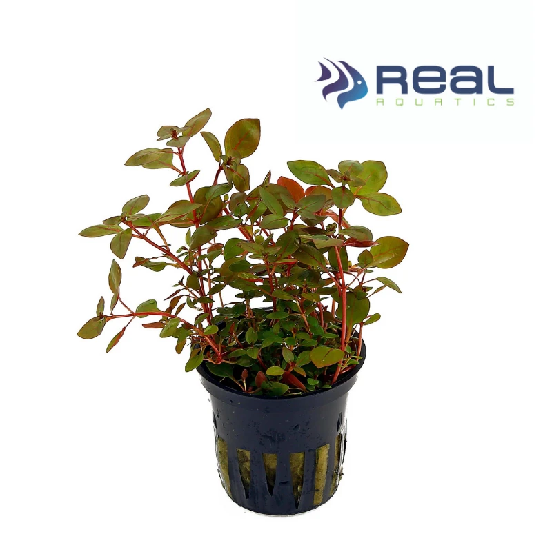 Ludwigia Palustris Red