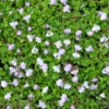 Mazus Reptans Chinese Marshflower
