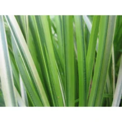 Acorus Gramineus Ogon - Sweet Flag Live Plant