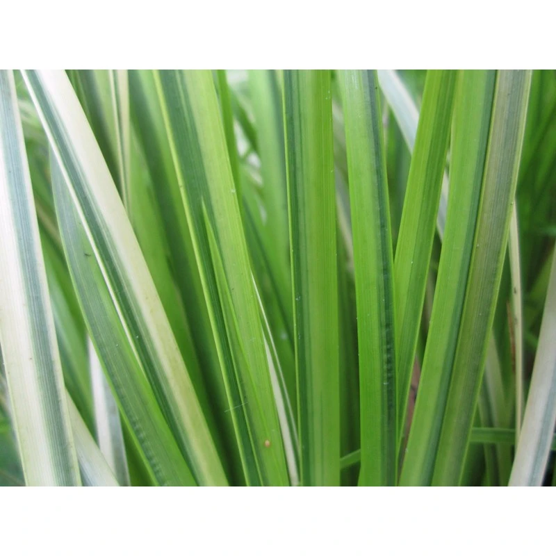 Acorus Gramineus Ogon - Sweet Flag Live Plant