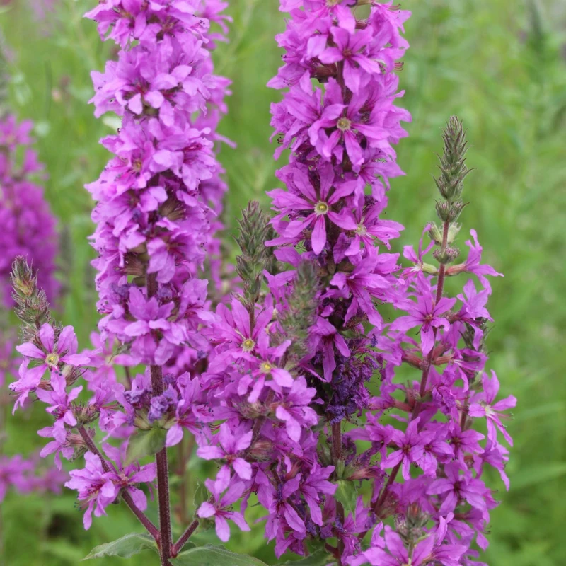 Lythrum Salicaria Purple Loosestrife 9cm Pond Plant - Image 2