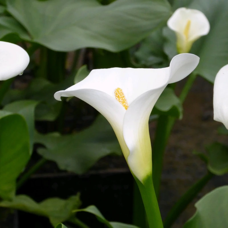 Zantedeschia Aethiopica Crowborough Arum Lily - Image 5
