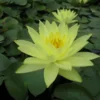 Nymphaea Joey Tomocik Water Lily 3 Ltr