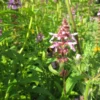 Stachys Palustris Marsh Woundwort