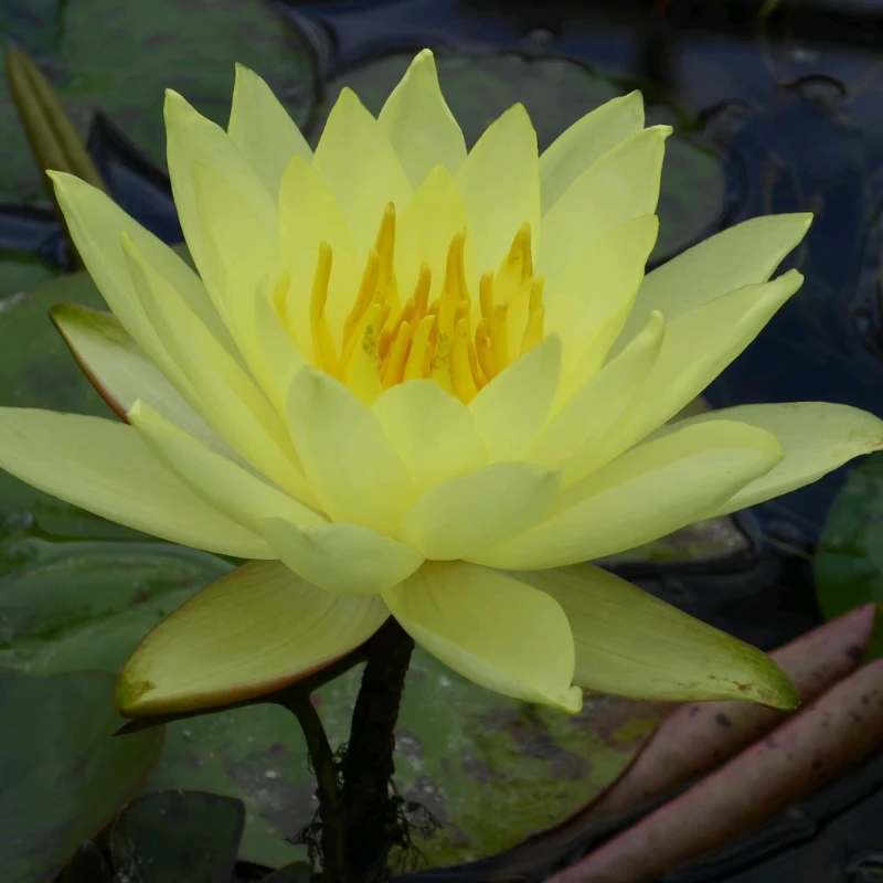 Nymphaea Lemon Mist Water Lily 3 Ltr - Image 4