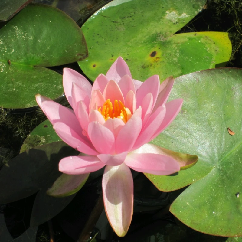 Nymphaea Odorata Firecrest Water Lily 3 Ltr - Image 3