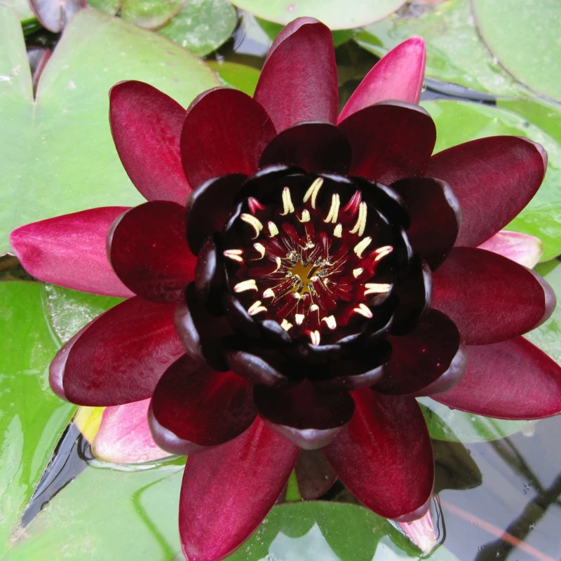 Nymphaea Black Princess Water Lily - Image 2