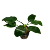 Anubias Barteri Nana Live Plant Potted