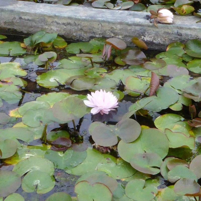 Nymphaea Gloire Temple Sur Lot Water Lily 3 Ltr - Image 2