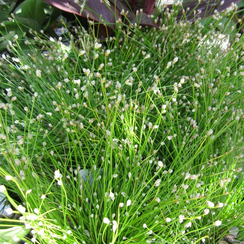 Scirpus Cernuus Fibre Optic 1Ltr Pond Plant - Image 3