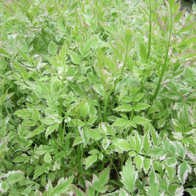 Oenanthe Javanica Flamingo Variegated Water Dropwort - Image 2
