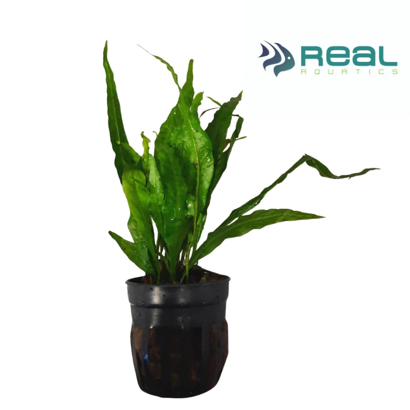 Microsorum Minor Narrow Leaves Live Plant Potted