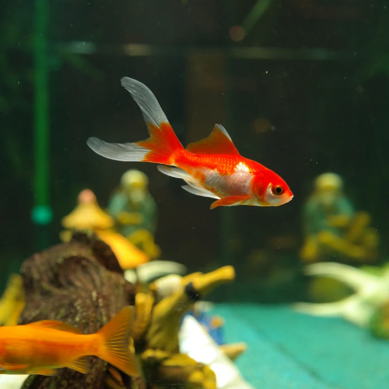 Sarasa Goldfish 5-6" - Image 2
