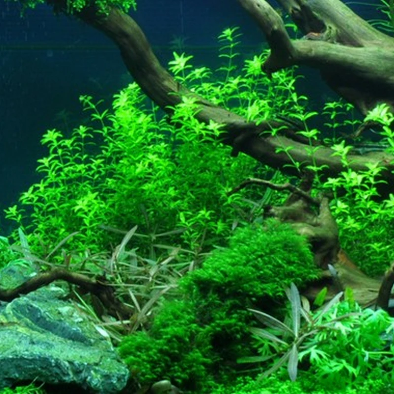 Tropica In-Vitro 1-2-Grow! Hemianthus Micranthemoides - Image 3