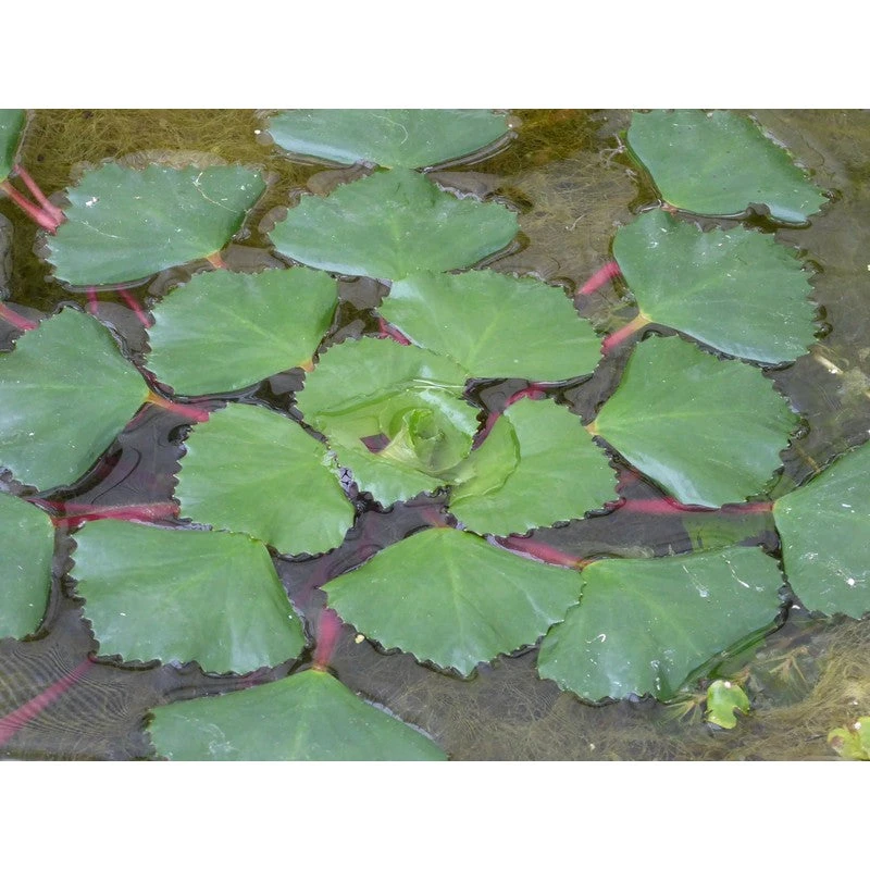 Water Chesnut Trapa Natans Pack Of 5 Live Plant - Image 2