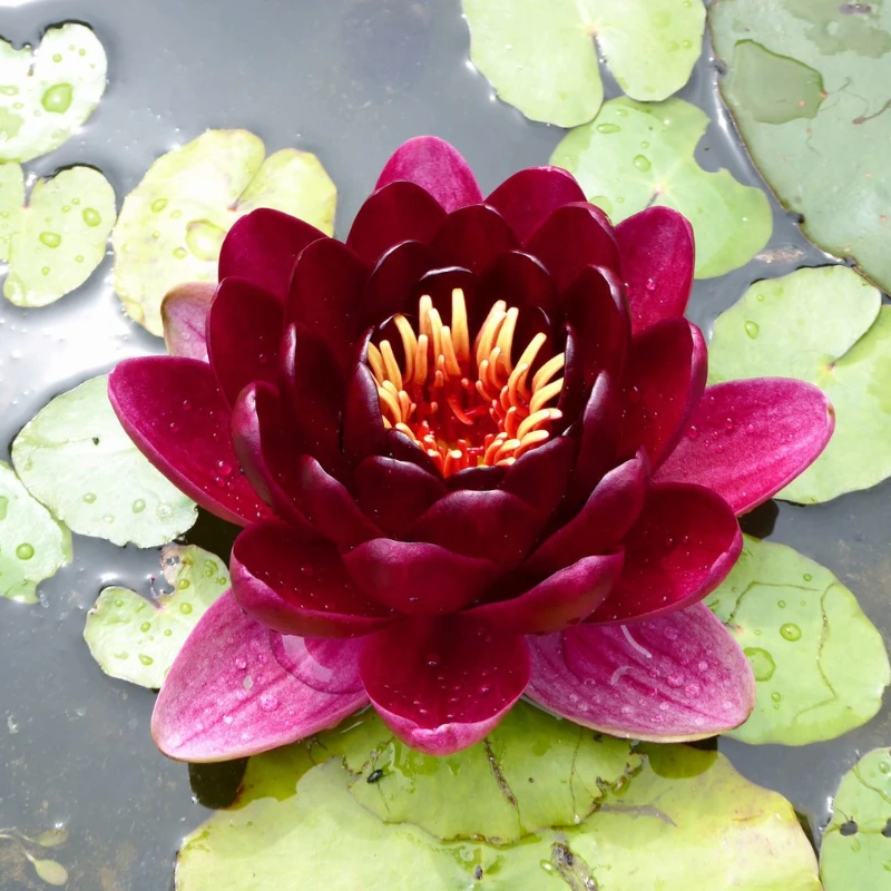 Nymphaea Black Princess Water Lily - Image 3