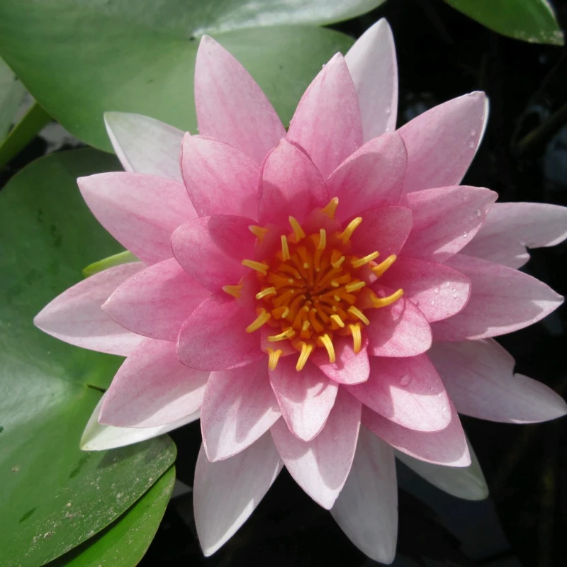 Nymphaea Darwin Hollandia Water Lily - Image 3