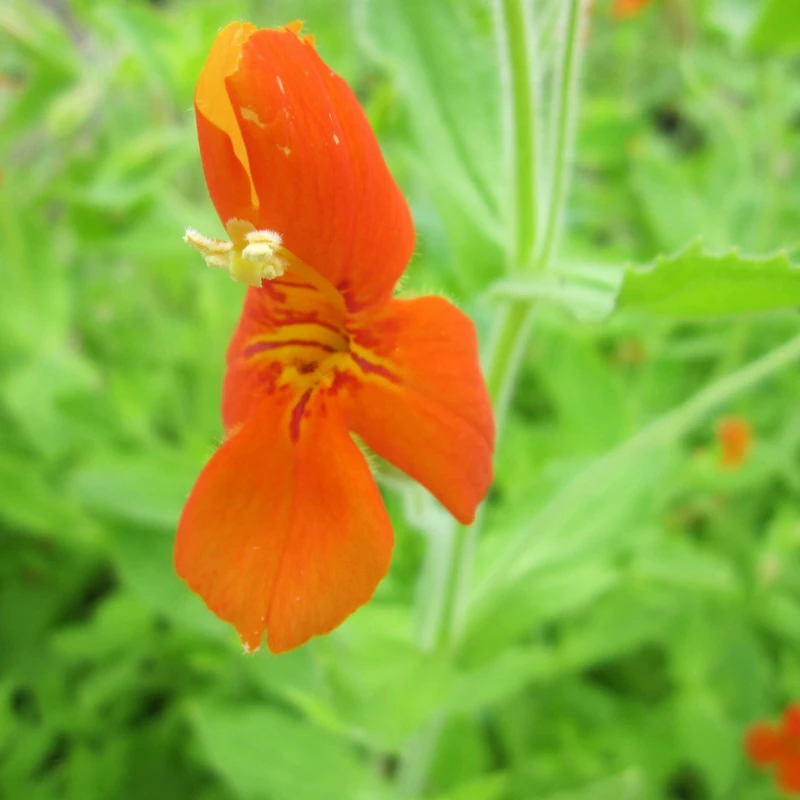 Mimulus Cardinalis Scarlet Monkeyflower - Image 4