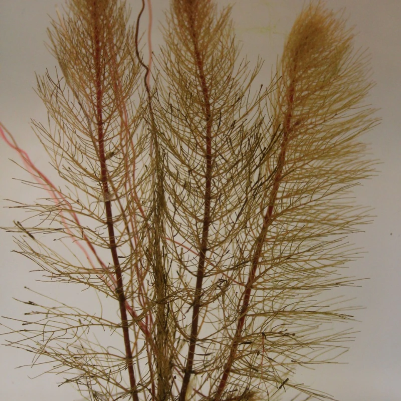 Myriophyllum Brasiliensis Red Stem Red Stemmed Parrots Feather - Image 3