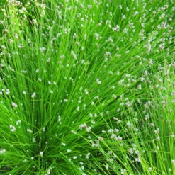 Scirpus Cernuus Fibre Optic Plant