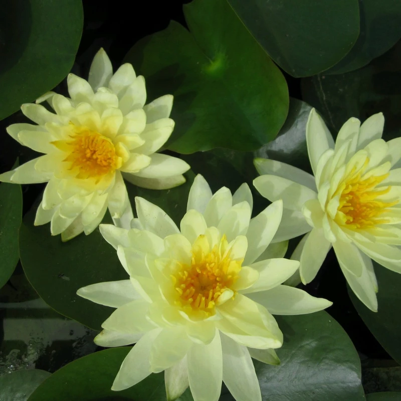 Nymphaea Lemon Mist Water Lily 3 Ltr - Image 2