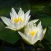 Nymphaea Snow Princess Water Lily