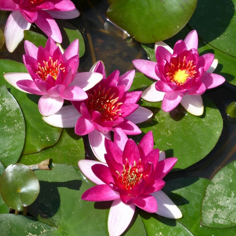Nymphaea Xiafei Water Lily - Image 5