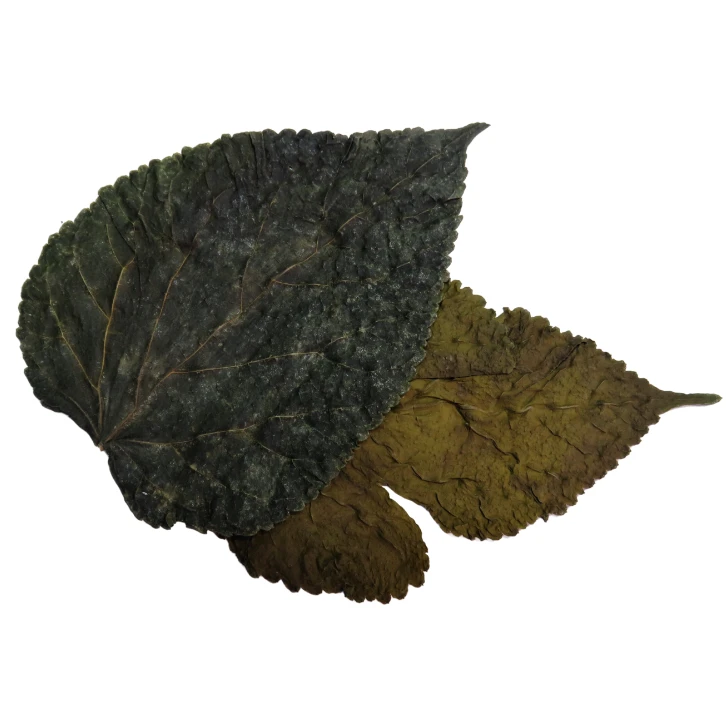 Natural Mulberry Leaves X20 Shrimp Food - Image 3