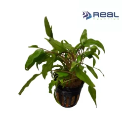 Cryptocoryne Wendtii 'Green' Live Plant Potted