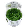 Tropica In Vitro 1-2-grow! Salvinia Auriculata
