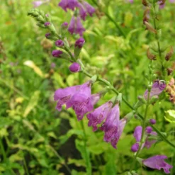 Physostegia Virginiana Obedient Plant
