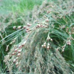 Juncus Maritimus Sea Rush