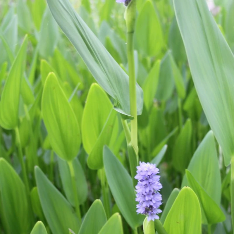 Pontederia Cordata Lanceolata Giant Pickerel Weed - Image 3