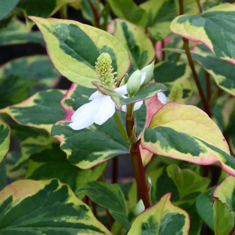 Houttuynia Cordata Chameleon - Image 5