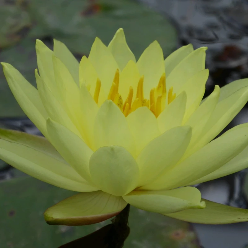 Nymphaea Lemon Mist Water Lily 3 Ltr - Image 5