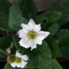 Caltha Leptosepala White Broadleaved Marsh Marigold