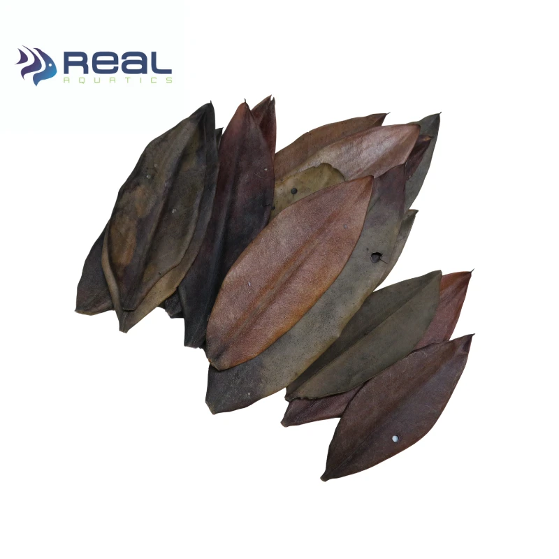 Natural Mangrove Leaves X20 - Image 2