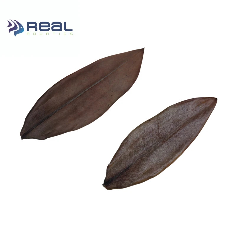 Natural Mangrove Leaves X20 - Image 4