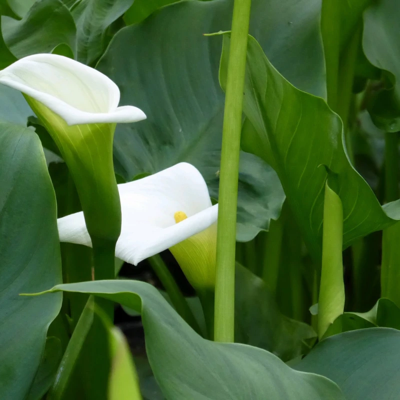 Zantedeschia Aethiopica 'Crowborough' Arum Lily 1Ltr Pond Plant - Image 2
