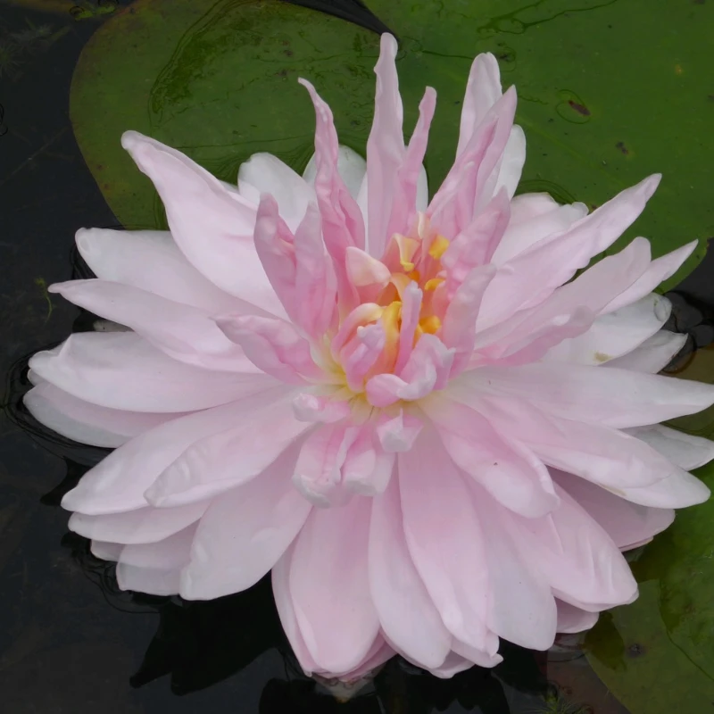 Nymphaea Gloire Temple Sur Lot Water Lily 3 Ltr - Image 4