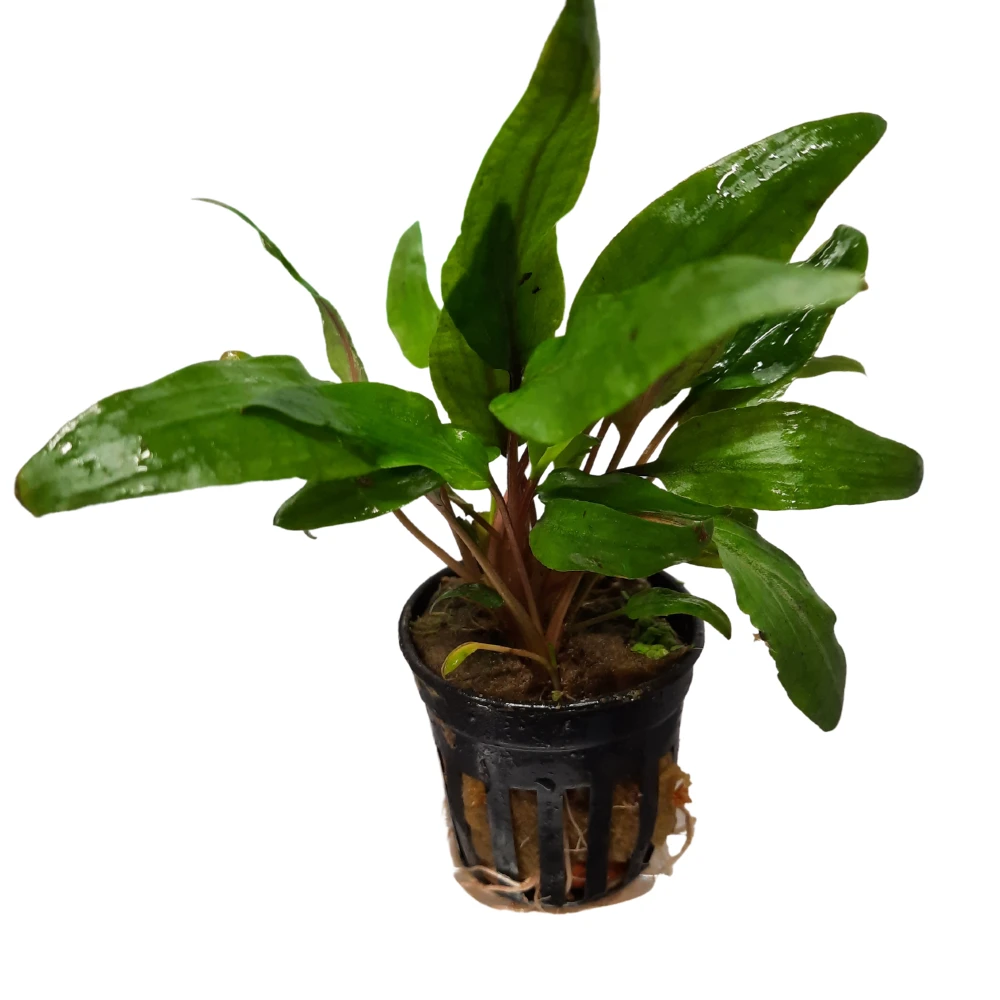 Cryptocoryne Undulata Live Plant Potted - Image 2