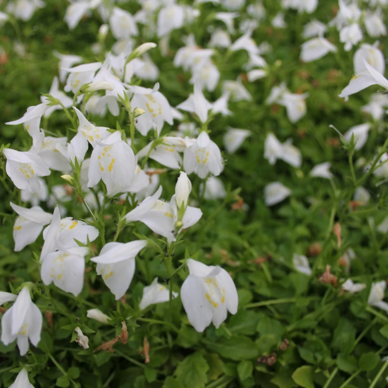 Mazus Reptans Alba White Chinese Marshflower - Image 2