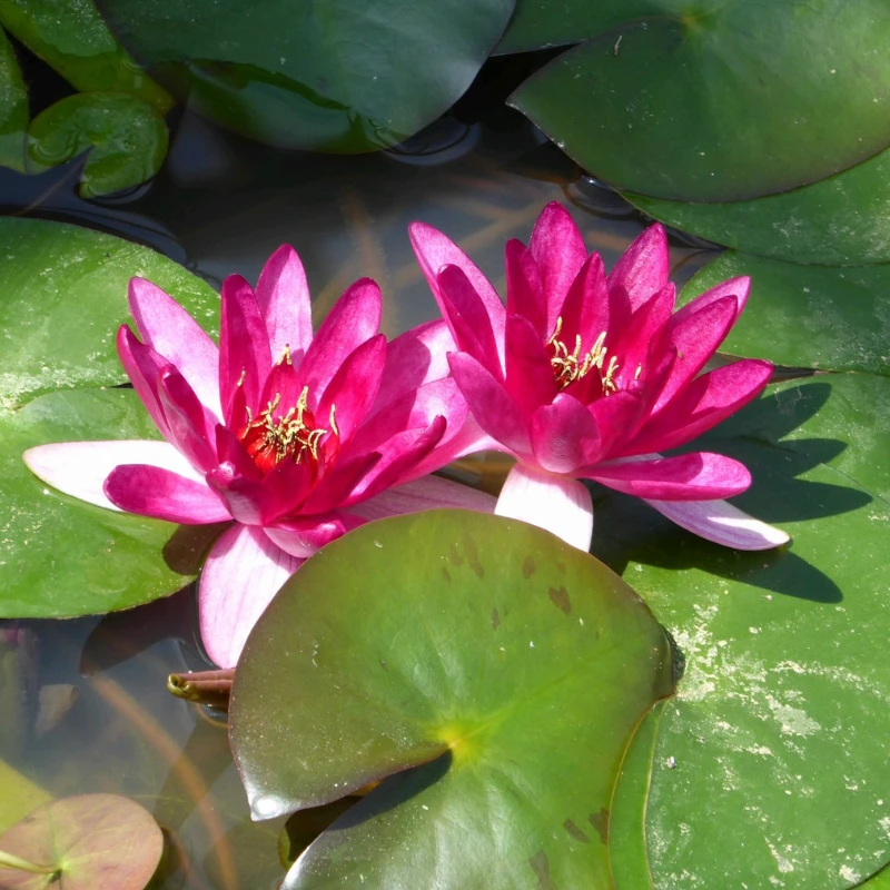 Nymphaea Xiafei Water Lily - Image 2