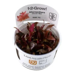 Tropica In Vitro 1-2-grow! Alternanthera Reineckii 'Mini'