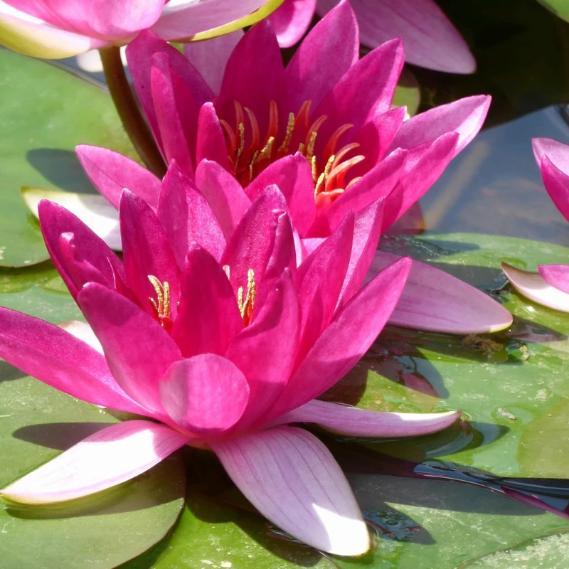 Nymphaea Xiafei Water Lily - Image 4