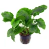 Anubias Barteri Live Tropical Plant Potted