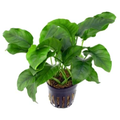 Anubias Barteri Live Tropical Plant Potted