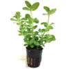 Bacopa Amplexicaulis Caroliniana Live Tropical Plant Potted