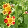 Mimulus Luteus Queens Prize