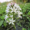 Menyanthes Trifoliata Bog Bean